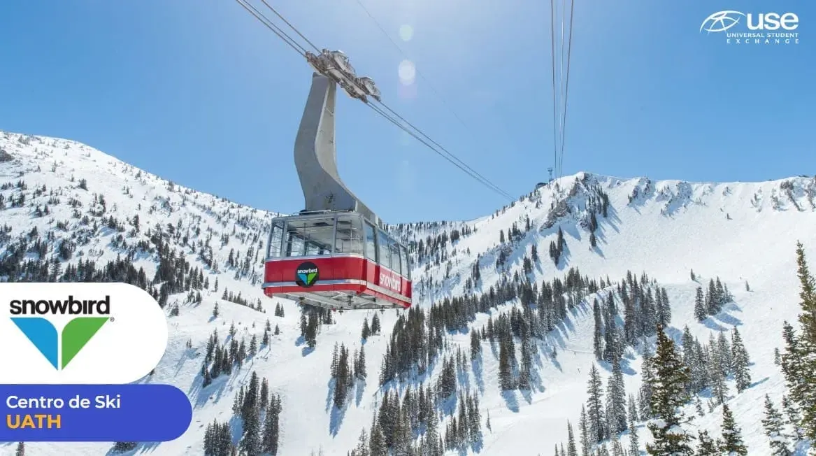 Snowbird
